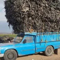 ضایعات نوار طیف