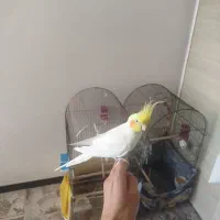 عروس هلندی|پرنده|شیراز, شهرک بزین|دیوار