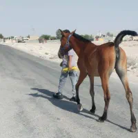 اسب