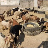 به انتخاب مشتری فیلم گوسفند زنده ازگوسفندان گذاشتم