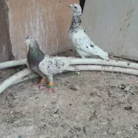 ۹ عدد کفتر .. فقط تماس پاسخ میدم