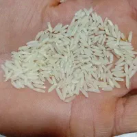 برنج راتون دو الک