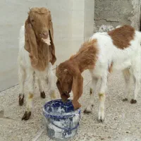 بزغاله نرو ساورین