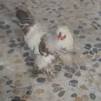 خروس پاپری