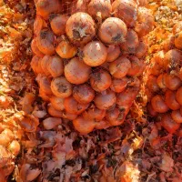 پیاز دامی وسرخ کردنی