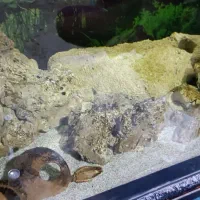 آکواریوم|ماهی|رشت, دیانتی|دیوار