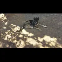 سگ توله خراسانی|سگ|پائین جام, |دیوار