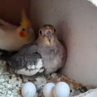 یک جفت عروس هلندی مولد