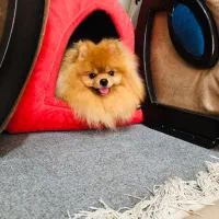 سگ خرسی خالص وارداتی همراه توله اش