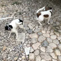 فروش سگ نژاد دار|سگ|شیراز, شهرک جماران|دیوار