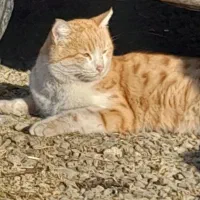 گربه فهمیده و پسند گربه طلایی|گربه|انزل, |دیوار