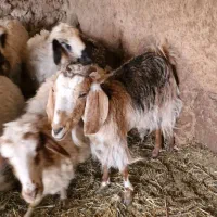 فروش ۴راس بز|حیوانات مزرعه|آباده, |دیوار