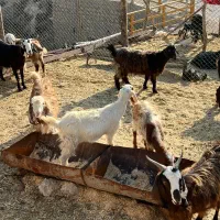 بز نژاددار|حیوانات مزرعه|دره شهر, |دیوار