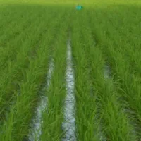 زمین شالی زاری