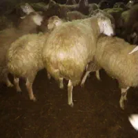 توغلی سی و دو راس