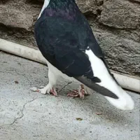 دوبال سیاه|پرنده|اندیمشک, |دیوار