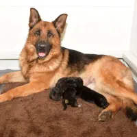 سگ ژرمن شپرد نروماده دوماهه باهم یکجای فی ۱۵ م ت|سگ|تهران, تهرانسر شرقی|دیوار