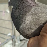 قهوه دم سفید شمک تخت دوازده دم|پرنده|جنت, |دیوار