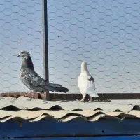 ۱۵تا کفتر جنس خوب|پرنده|کهریزک, |دیوار