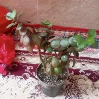 گل قاشقی