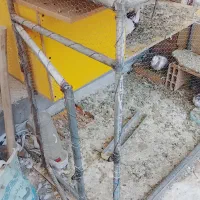 قفس آهنی کبوتر و مرغ|لوازم جانبی حیوانات|مشهد, کوشش|دیوار