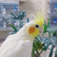 جوجه عروس هلندی رام و چلوندنی|پرنده|قم, شهدا|دیوار