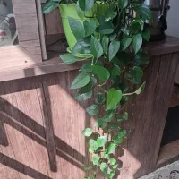 گل‌ پتوس|گل و گیاه طبیعی|شیروان (خراسان), |دیوار