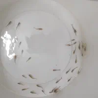 فروش بچه گوپی تعداد