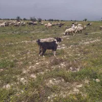 سگ گله ای صد درصد