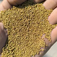 بذر یونجه|خدمات باغبانی و درختکاری|شاهین دژ, |دیوار