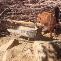 دو عدد کهره نر|حیوانات مزرعه|جبالبارز, |دیوار