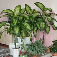 گل قیمت 2500|گل و گیاه طبیعی|دهگلان, |دیوار