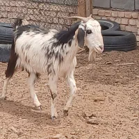 بز آبستن  میش
