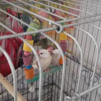 فنچ نرگسی