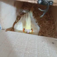 عروس با تخم|پرنده|بندرعباس, |دیوار