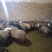 حیوانات مزرعه|حیوانات مزرعه|باوله, |دیوار