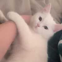 گربه نر اسکاتیش چهار ماهه