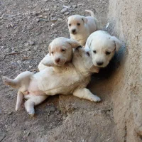 واگذاری پاکوتاه دهن پاک نگهبان|سگ|نیشابور, مازول|دیوار