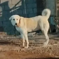 سگ پژدر|سگ|میاندوآب, |دیوار