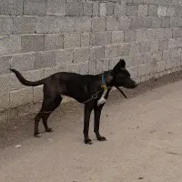 سگ‌گریت‌دین|سگ|رشت, لاکان|دیوار