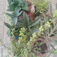 گل و گیاه|گل و گیاه طبیعی|تهران, تهرانسر شرقی|دیوار