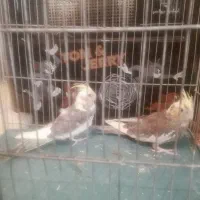 عروس هلندی|پرنده|مرودشت, دولت آباد|دیوار