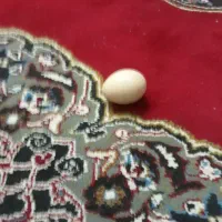 مرغ وخروس محلی