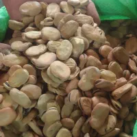 باقالی خشک بهشهر