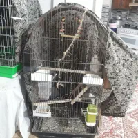 جفت مولد طوطی|پرنده|لاهیجان, بازکیاگوراب|دیوار