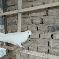 کفتر ماده فروشی