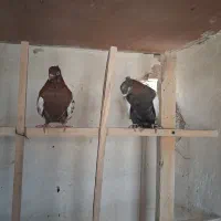 کفتر|پرنده|قم, دروازه قلعه|دیوار