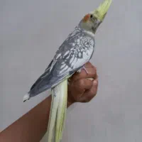 عروس هلندی ماده آماده تخم گذاری