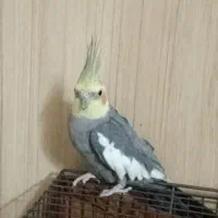 عروس هلندی نر سخنگو|پرنده|تهران, یافتآباد|دیوار