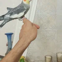 طوطی عروس هلندی